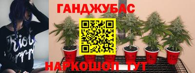 прущие грибы Кингисепп