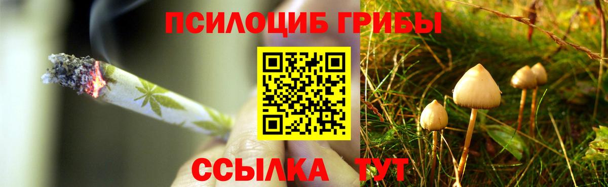 Майский  Галлюциногенные грибы Cubensis  Вход с VPN  Псилоцибиновые грибы Cubensis 